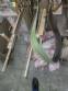 Encartuchadeira horizontal Fabrima IWK CPR Cartopac retrofit