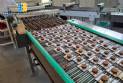 Linha completa de biscoitos laminados, rosquinhas, wafer, cream cracker 4500 kg por hora